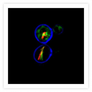 Набор LIVE/DEAD Yeast Viability Kit для флуор. анализа (микроскопия, цитометрия) жизнеспособности клеток дрожжей